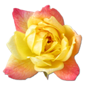 Rose Yellow 2 icon